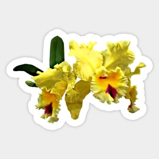 Two Yellow Cattleya Orchids Sticker